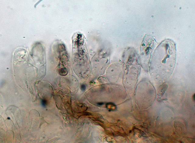 Psathyrella hirtosquamulosa   (Peck)   A. H. Smith